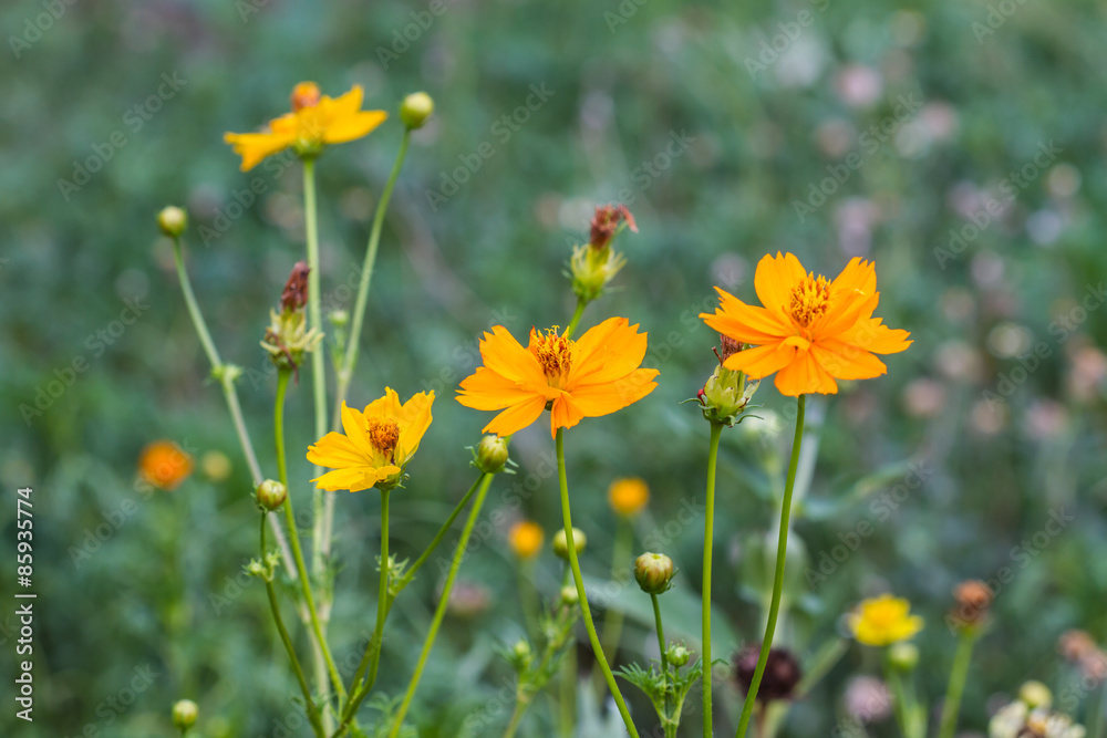 Marigold  flowers field