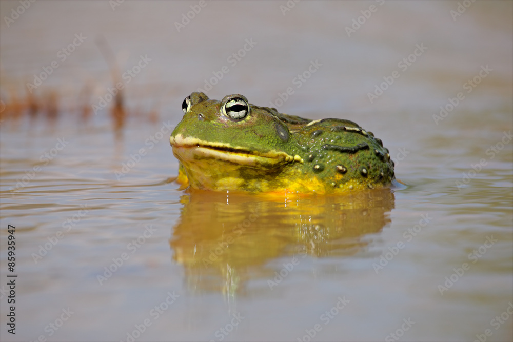 Male African giant bullfrog (Pyxicephalus adspersus) in shallow water, South Africa Male African giant bullfrog (Pyxicephalus adspersus) in shallow water, South Africa