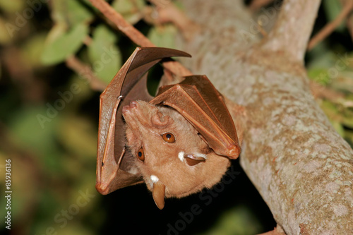 Gambian epauletted fruit bat (Epomophorus gambianus), Kruger National Park, South Africa photo