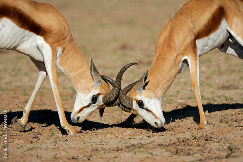 Two male springbok antelopes (Antidorcas marsupialis) fighting for territory, Kalahari desert, South Africa