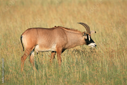 A a rare roan antelope (Hippotragus equinus) in grassland, South Africa