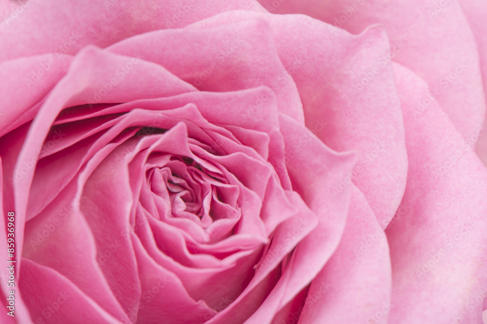 closeup of pink rose in full bloom closeup of pink rose in full bloom