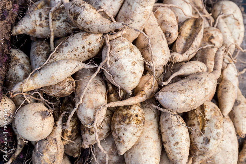 Heaps of freshly harvested brown skin sweet potatoes roots Heaps of freshly harvested brown skin sweet potatoes roots