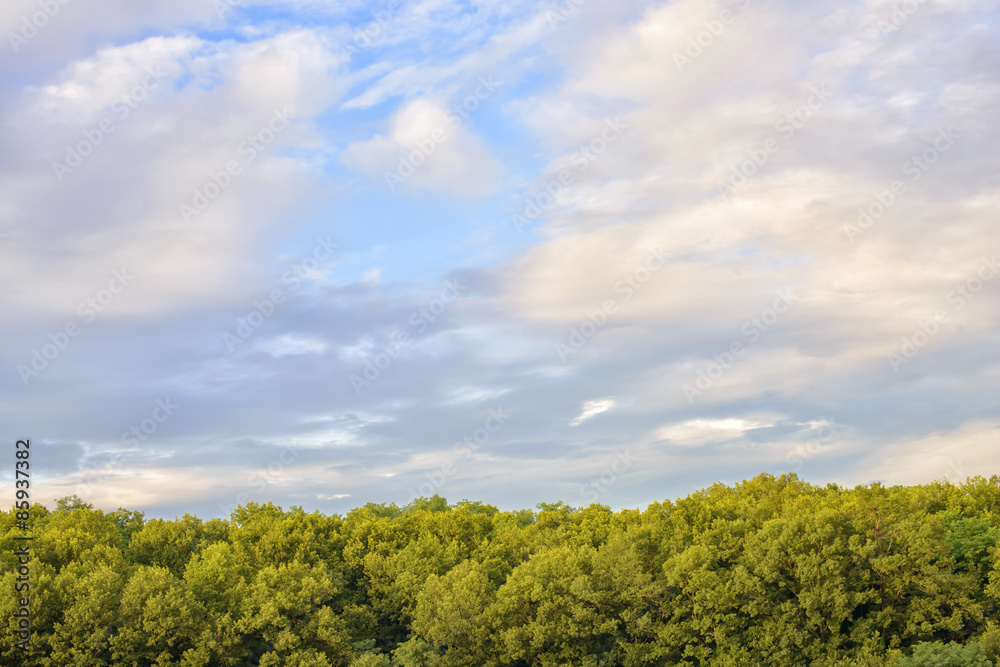 Obraz premium colorful cloudy sky with green trees in the evening