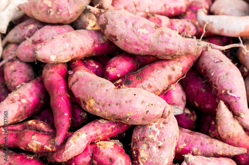 Heaps of freshly harvested purple skin sweet potatoes roots