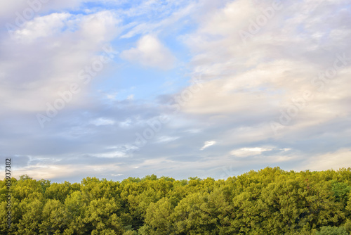 colorful cloudy sky with green trees in the evening