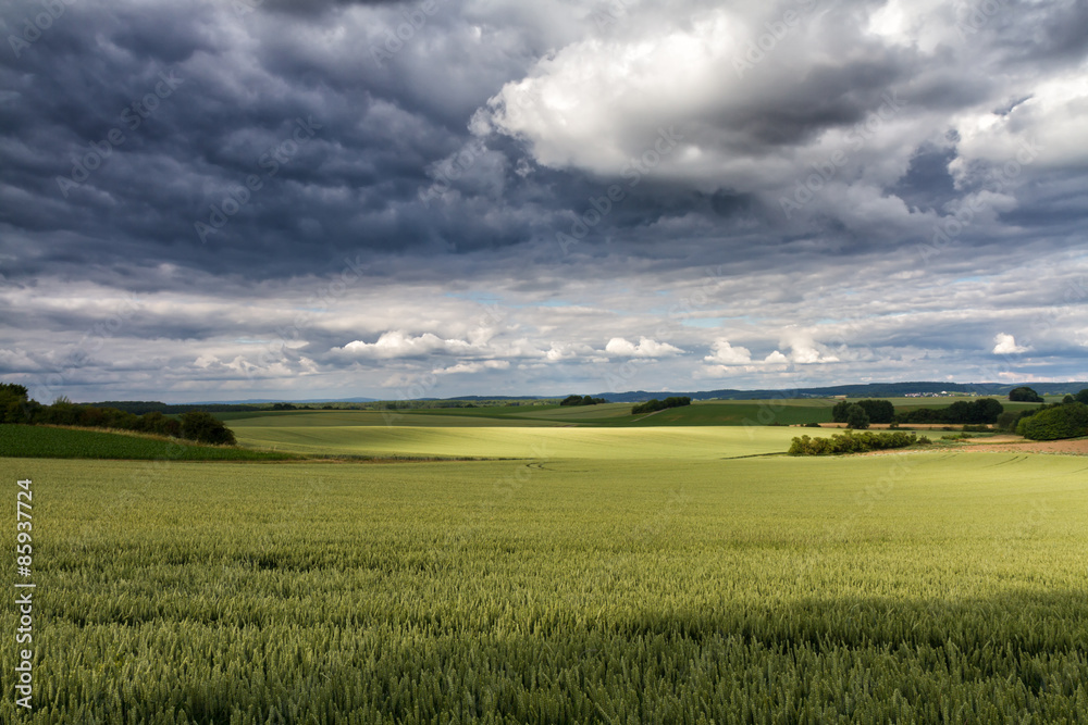 Roggenfeld in der Wetterau