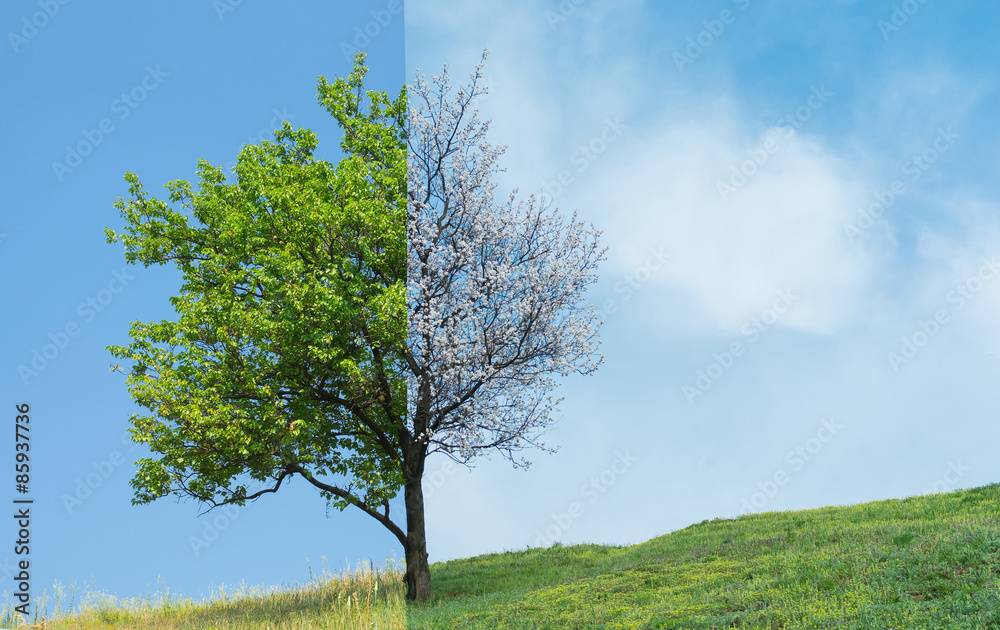Obraz premium Lonely apricot tree on a hill in two season - spring and summer