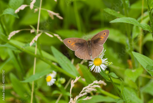 Male of meadow brown (Maniola jurtina) butterfly sitting on a camomile flower