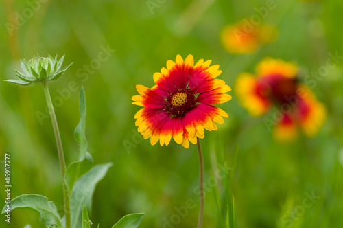 Fototapeta Naklejka Na Ścianę i Meble -  Indian blanket flower in the summer garden