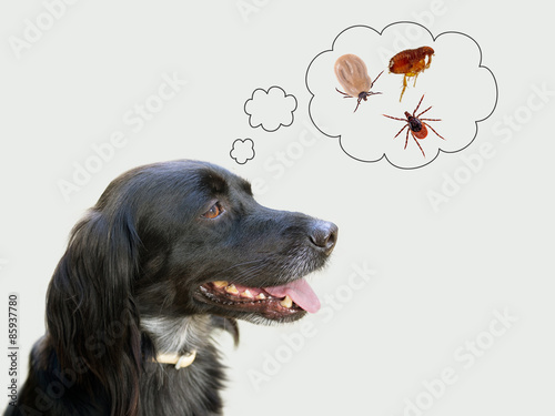 Foto Dog considering health risks of tcks, flea
