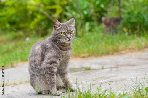 Outdoor portrait of guarded tabby cat with yellow eyes