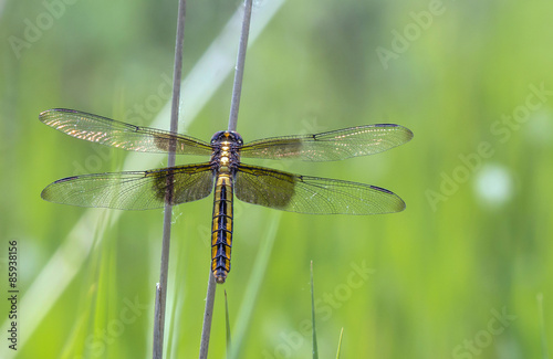Widow Skimmer Dragonfly on Twig