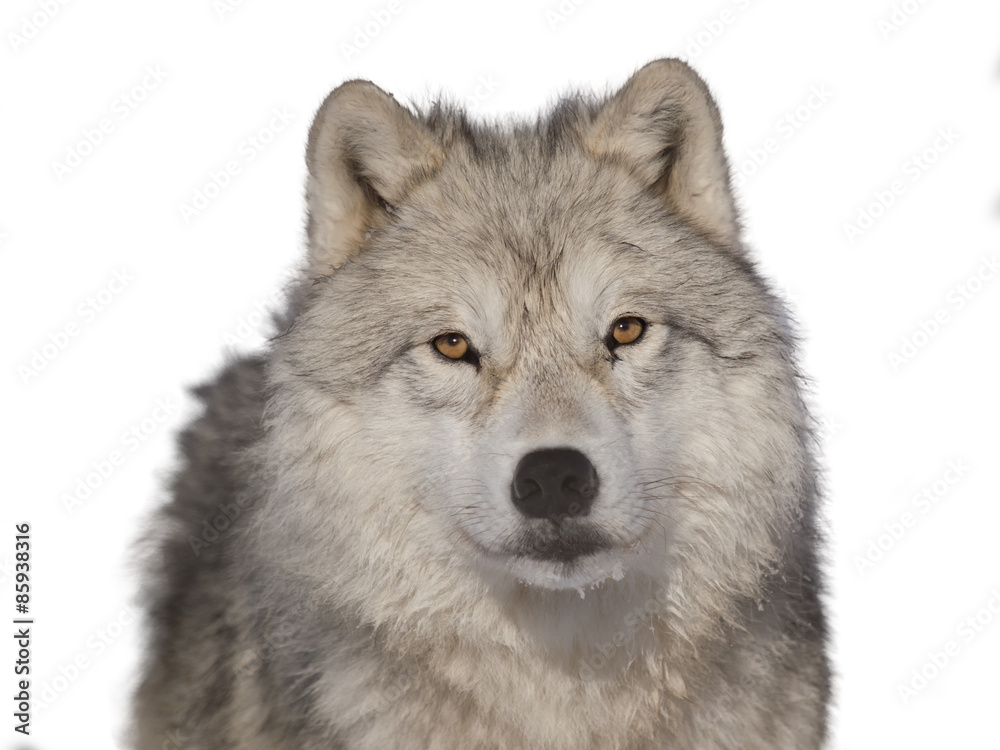 Fototapeta premium Arctic wolf male head-shoot over white background