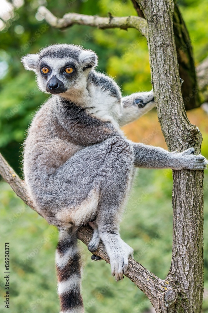 Fototapeta premium Lemur is climbing on branch