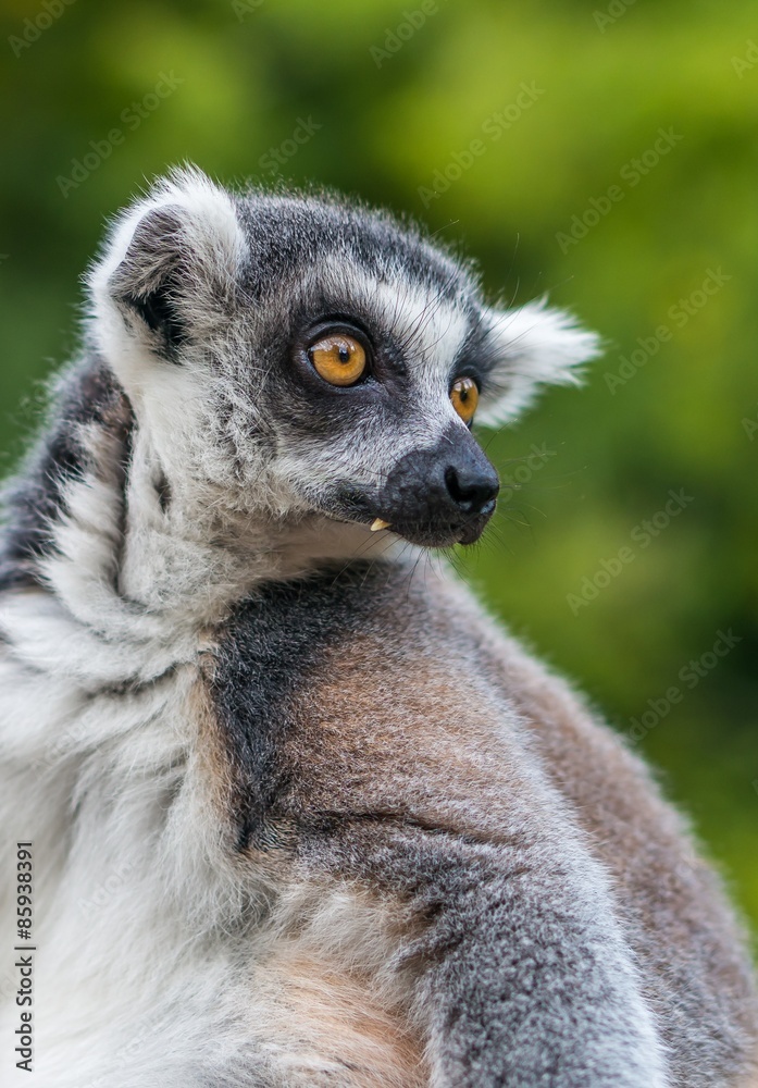Obraz premium Head of Lemur