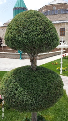 Ornamental tree
