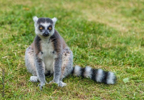 Lemur is sitting on grass