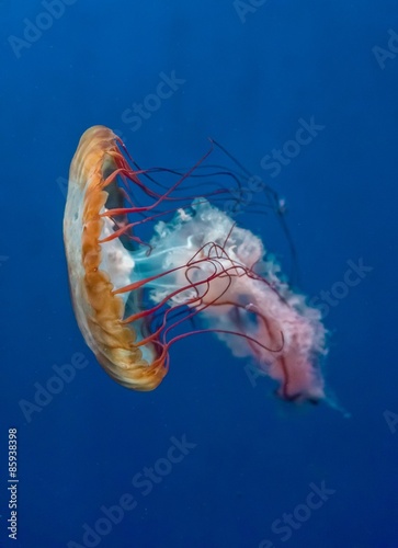 Jellyfish under sea