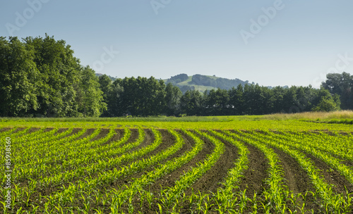 corn farm production in Basque Country photo