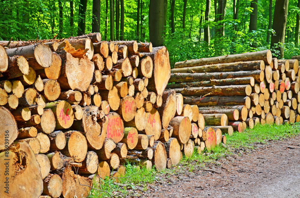 Holzstapel im Wald