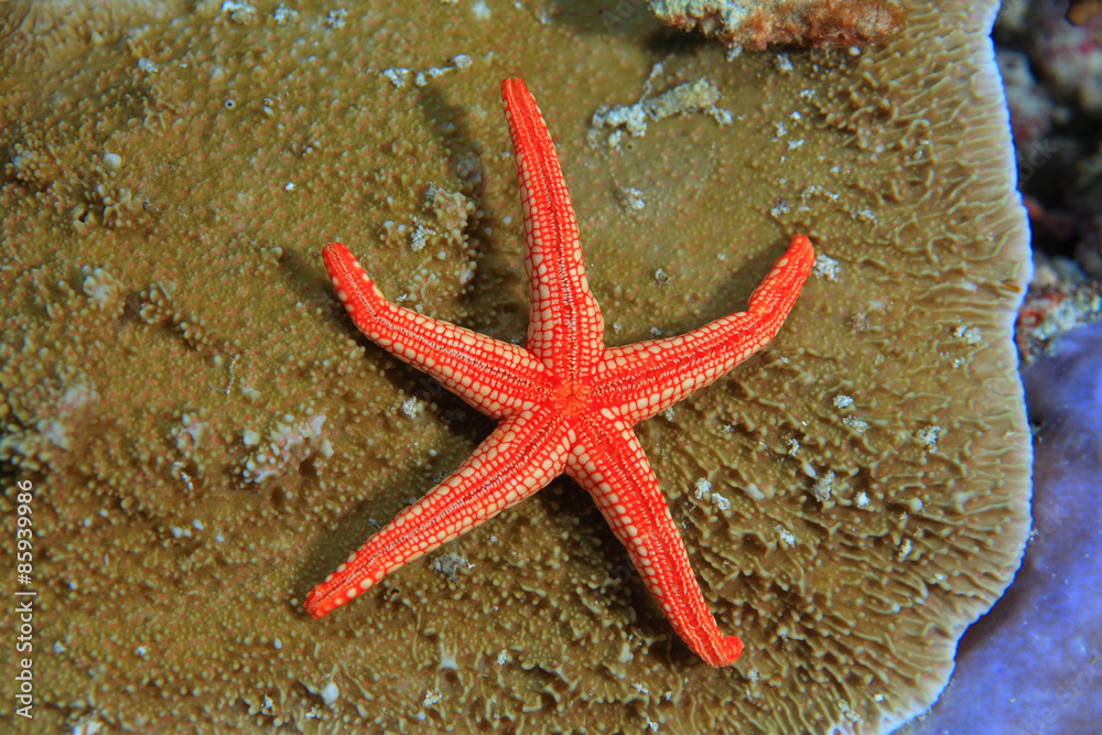 Noduled sea star (Fromia nodosa) on stony coral Noduled sea star (Fromia nodosa) on stony coral