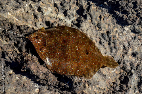 Dead Stingray Fish photo