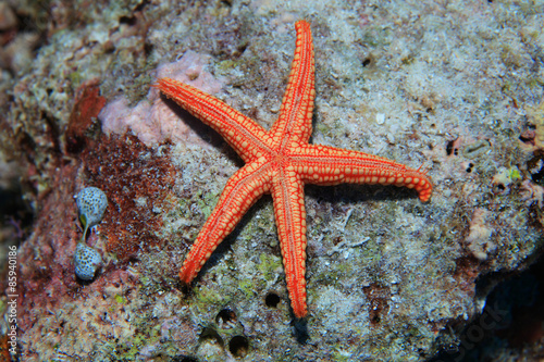 Noduled sea star 