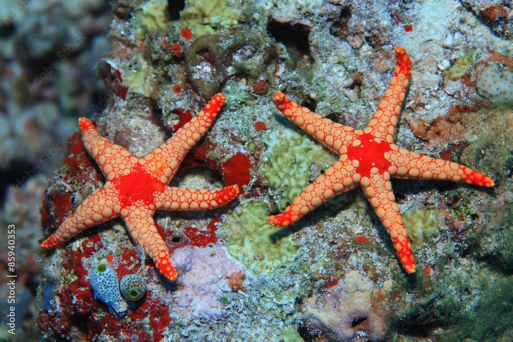Noduled sea stars in the coral reef Noduled sea stars in the coral reef