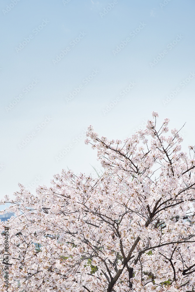 fresh Korean cherry blossoms in full bloom