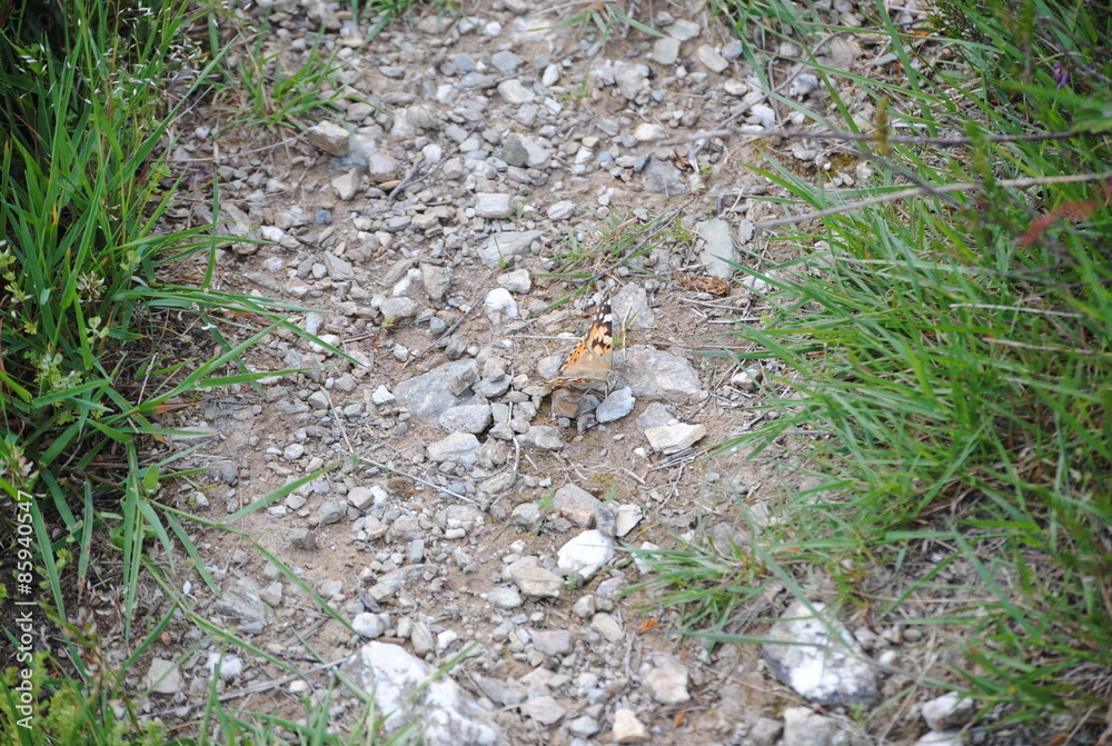 Fototapeta premium papillon