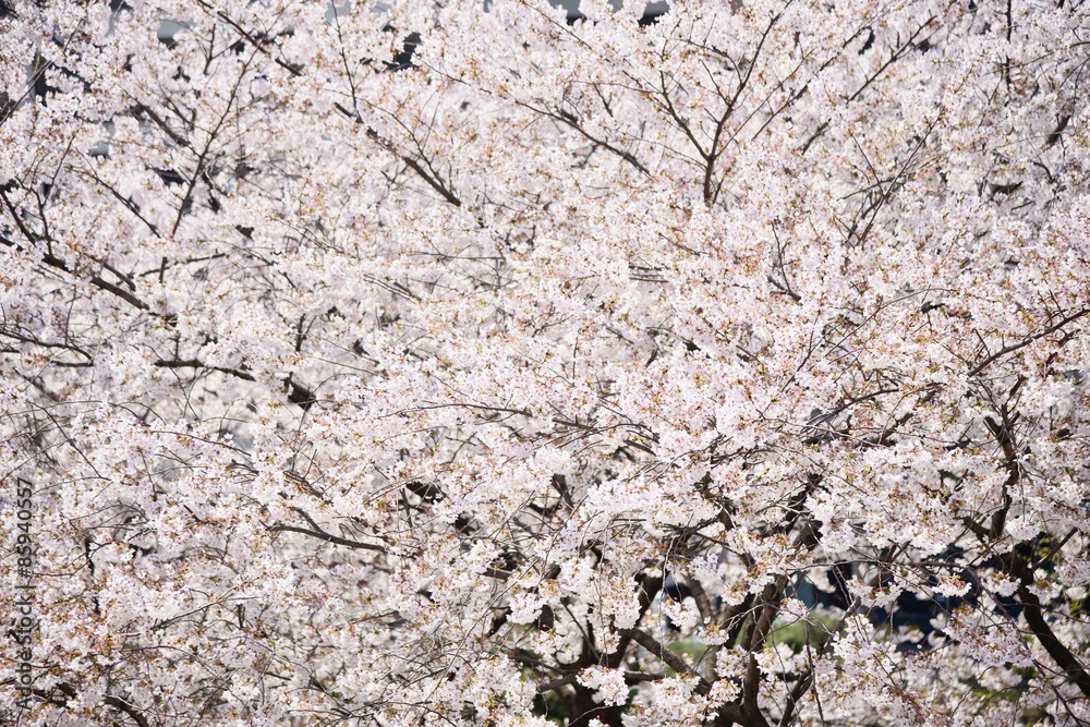 fresh Korean cherry blossoms in full bloom fresh Korean cherry blossoms in full bloom