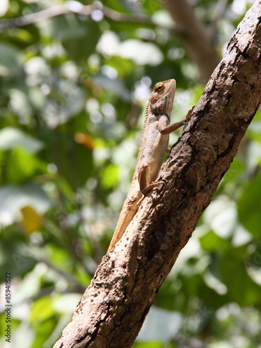Basking Oriental Garden Lizard on branch