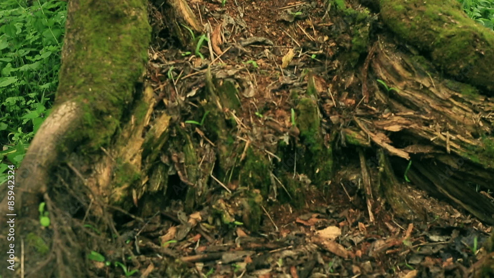 Broken rotten tree Broken rotten tree