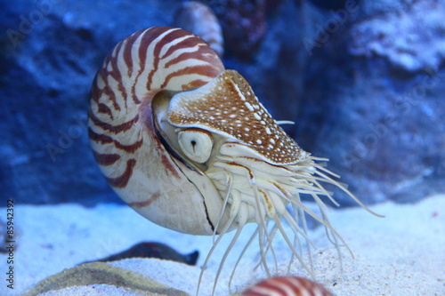 Nautilus with extended tentacles