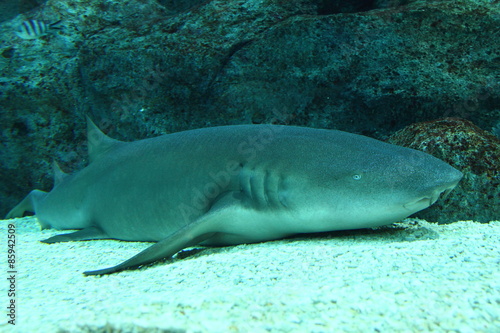 Nurse shark resting on bottom