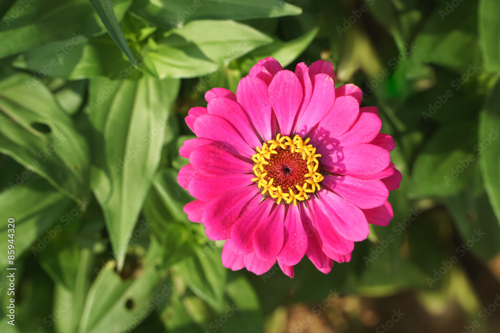 closeup of zinnia elegans flower closeup of zinnia elegans flower