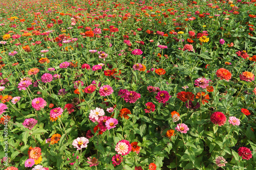 zinnia elegans flowers © jipen