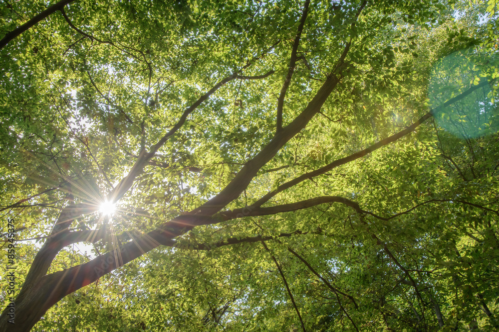 Fototapeta premium branches with sunshine