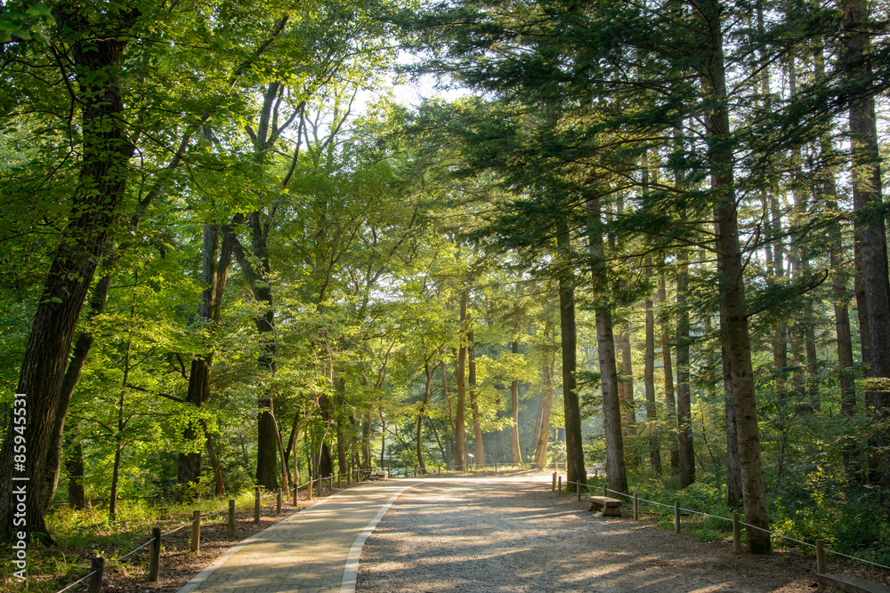 Obraz premium road in a forest