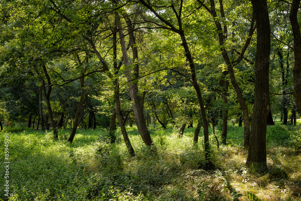 trees in a forest