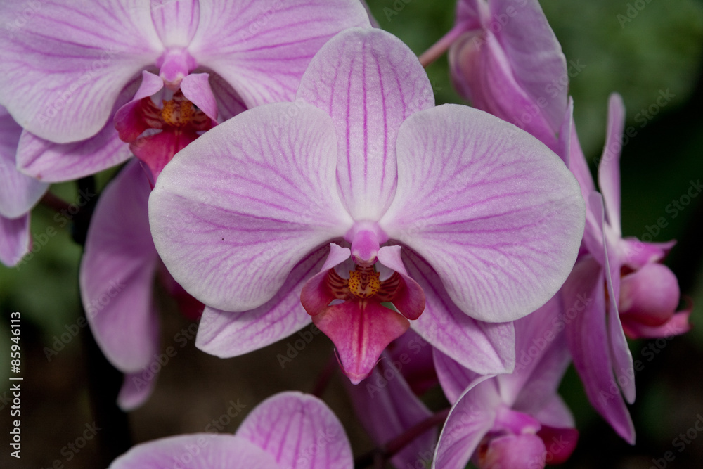 Orchidee Orchidee