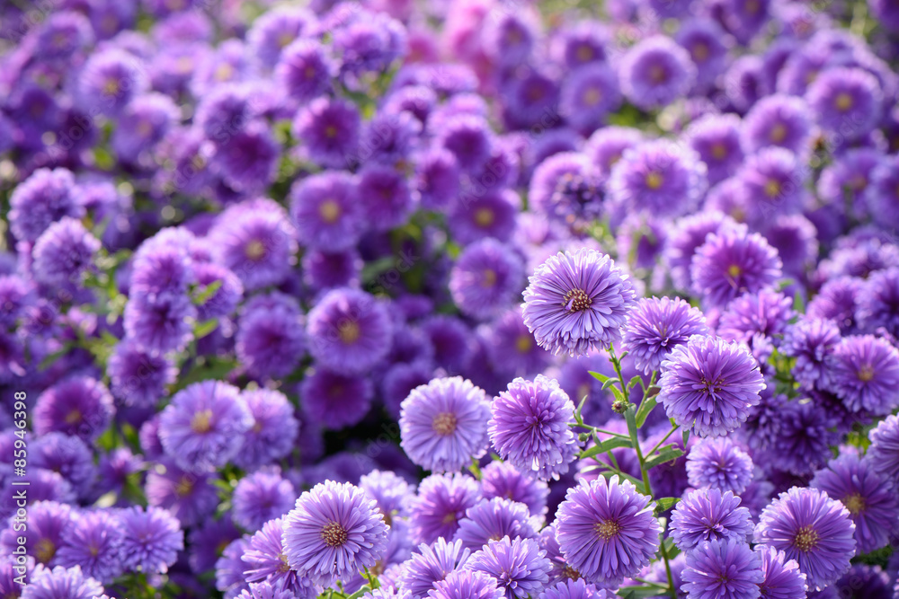small purple chrysanthemum flowers small purple chrysanthemum flowers