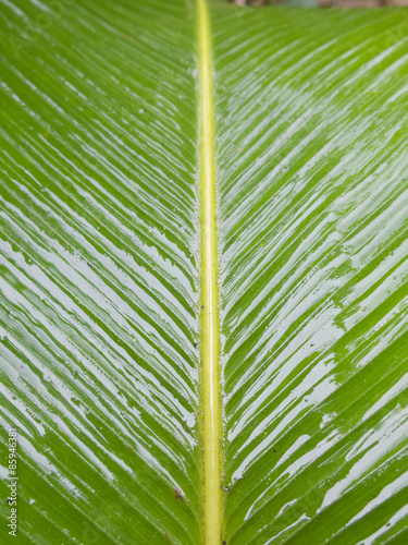 Green Palm leaves