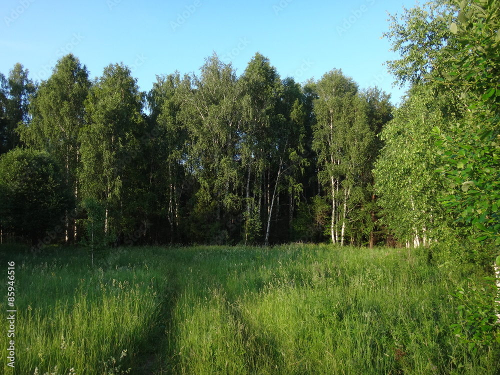 Fototapeta premium Дорожка к лесу, идущая через зеленое травяное поле в летний солнечный день