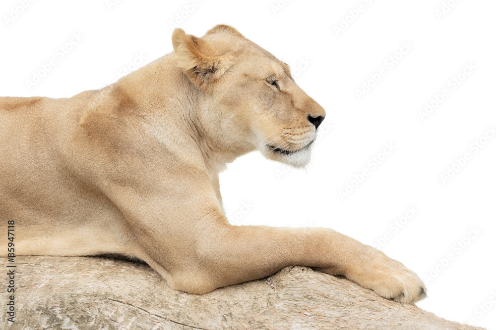 Obraz premium Resting lioness on white background