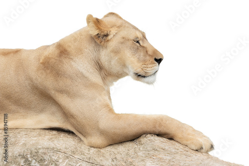 Resting lioness on white background