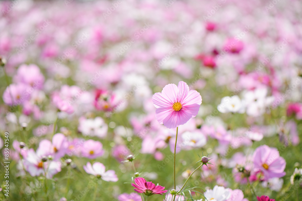 cosmos flowers in a field
