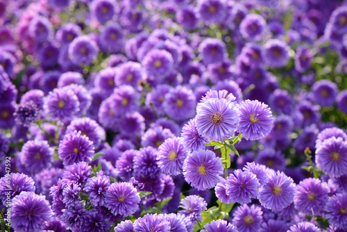 small purple chrysanthemum flowers