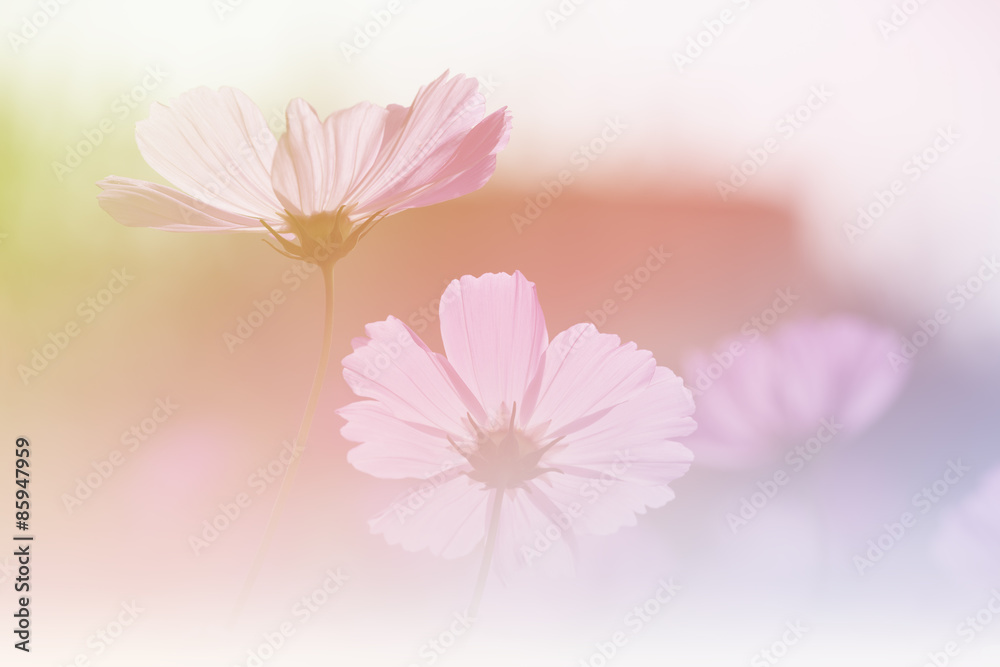 Fototapeta premium Cosmos flower with soft filter background